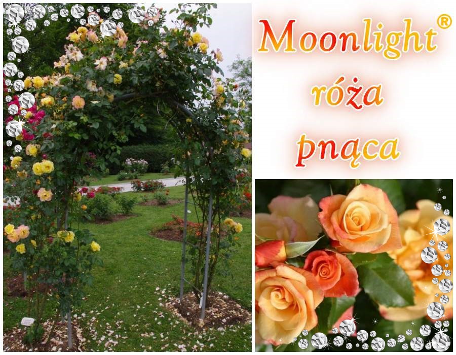 Moonlight róże pnące